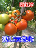 包邮/番茄种子 西红柿蔬菜种子 阳台种庭院盆栽 春夏秋冬四季播种