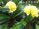 君子兰盆栽兰花圆头和尚串彩兰君子兰小苗除菌净化空气最好养的花
