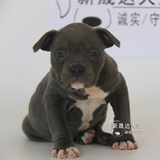 纯种美国恶霸犬秀比特犬幼犬出售 北京恶霸犬专业犬舍繁殖