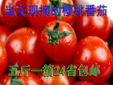 包邮新鲜樱桃番茄 小西红柿 圣女果 自家种植现摘发货