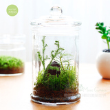 ECOEY 苔藓微景观小森林拉罐玻璃生态瓶桌面创意迷你绿植盆栽礼品