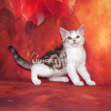 出售纯种红虎斑美国短毛猫美短加白 宠物猫活体 美短幼猫包养活