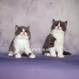 英短蓝白幼猫英短宠物猫活体英短幼猫纯种英短蓝猫