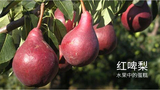 预售红啤梨5斤装陕州虢国香蕉梨新鲜红皮水果红茄梨大头梨太婆梨