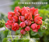 天竺葵新品红色郁金香  带花带盆发货  盆栽植物