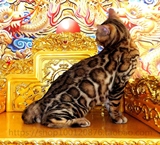 空心大玫瑰花纹 红金色孟加拉豹猫 TICA纯种赛级金沙甜甜圈豹纹猫