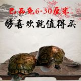 乌龟活体水栖龟巴西龟活体宠物深水龟一对6-10厘米 外塘养殖