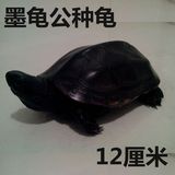 墨龟镇宅墨公种龟 宠物活体乌龟11-14厘米 草龟金线龟 玩龟观赏龟