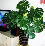 室内客厅办公室盆栽绿植花卉盆景 龟背竹 吸二氧化碳净化空气超强