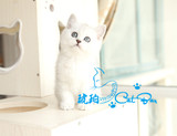 【琥珀】云系英国短毛猫英短银色渐层幼猫DD公活体宠物有视频
