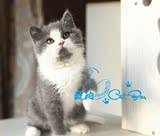 【琥珀】赛级英国短毛猫英短蓝白双色幼猫DD公宠物活体有视频