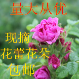 新鲜平阴玫瑰花朵花蕾花冠花朵食用鲜花玫瑰花茶玫瑰酱玫瑰露酵素