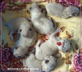 ~布偶猫~海豹蓝山猫双色重点色布偶猫小猫咪活体宠物个人家养