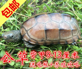 宠物活体中华草龟金线龟放生镇宅龟乌龟大公草龟9-13cm特价直销