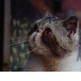 宠物猫异国短毛猫虎斑加菲猫幼猫纯种加菲猫包健康加菲猫公三个月