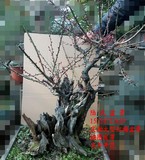 红梅花盆景树桩 红梅盆景下山桩 高档大型红梅树桩 骨里红 乌梅
