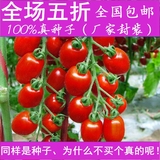 蔬菜种子西红柿种子圣女果种子番茄种子阳台庭院盆栽四季易种瓜