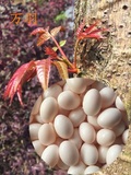万羽新鲜鸽子蛋  散养五谷喂养鸽蛋  宝宝的营养美食 满2减10