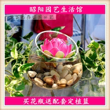 桌面水培多肉容器花盆 斜口透明玻璃花瓶 水养花卉绿植 简约