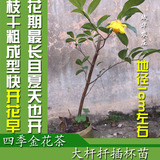 地径1cm崇左四季金花茶树苗盆栽包邮 四季开花的4年珍稀金茶花苗