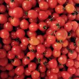 剩女开卖圣女果喽现摘小番茄5斤包邮应季孕妇水果