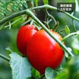顺丰包邮 云南特产圣女果春季新品新鲜水果樱桃小番茄西红柿3斤