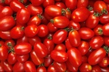 新鲜蔬菜500g千禧迷你小番茄 圣女果沙拉菜西红柿8.8