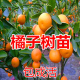 出售果树：金桔树橘子树苗当年结果 冰糖橘子无核砂糖橘 可盆栽