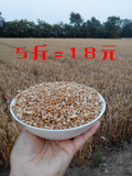 农家自产小麦粒自种带皮杂粮颗粒小麦草种子鱼饵饲料5斤麦子包邮