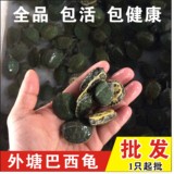 2016水族爬虫宠物小乌龟招财彩色黄金巴西龟活体免费包装龟苗