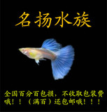 蓝白天空蓝礼服孔雀鱼包邮活体缎带蝶翼大C热带鱼纯种精品种鱼