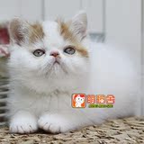 【乐乐猫舍】宠物活体 异国短毛猫加菲猫波斯猫 可爱胖红白繁弟弟