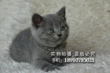 纯种英国短毛猫健康活体猫英短幼猫蓝猫高品质英短蓝猫
