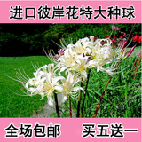 盆栽花卉彼岸花种球红花石蒜花-曼珠沙华曼陀罗种子
