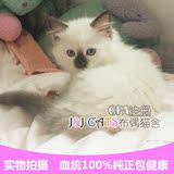 【JJCATS布偶猫舍】CFA注册猫舍纯种布偶猫海豹重点色已去新家