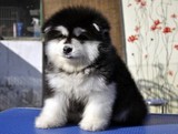 温州纯种/阿拉斯加犬/幼犬/雪橇犬/巨型犬/大型犬/宠物狗狗Z