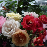 精品玫瑰 同株可开黄，桔黄，红粉红等五色月季花大苗