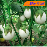 蔬菜种子 花卉花种白蛋茄种子 鸡蛋茄 巴西金银茄30粒