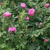 秋季盆栽地栽玫瑰花苗/大马士革/香水玫瑰食用玫瑰花苗窗台庭院