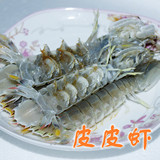 老马海鲜渤海特产皮皮虾 虾蛄濑尿虾富贵虾虾爬子琵琶虾