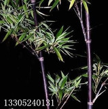 庭院植物 紫竹苗 青竹苗 金镶玉竹 高档彩色竹子 阳台装饰盆栽