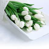 19朵白色进口郁金香鲜花花束 生日鲜花速递高雅鲜花配送