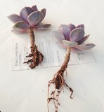 多肉植物 紫珍珠