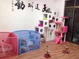 上海市普陀区宠物猫狗家庭寄养 春节预订