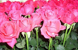 云南昆明玫瑰花批发 鲜花种植地直接发货1000枝起
