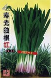 山东寿光蔬菜种子 独根红韭菜种子（9-1）寿光地方好的紫韭菜春播