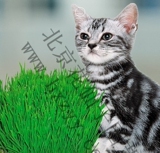 小麦草种子 牧草种子 小猫草种子 可阳台盆栽种植 宠物小猫最喜爱