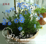 冲三皇冠J236进口花种子-蓝色雏菊(玛格丽特)小雏菊花-分