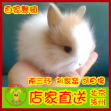 【兔子邦】精品迷你侏儒兔活体兔宝宝宠物兔子小体型北京天津包活