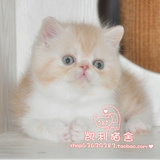 【凯利猫】CFA注册异国短毛猫 纯种加菲猫宠物 红虎斑加白弟弟